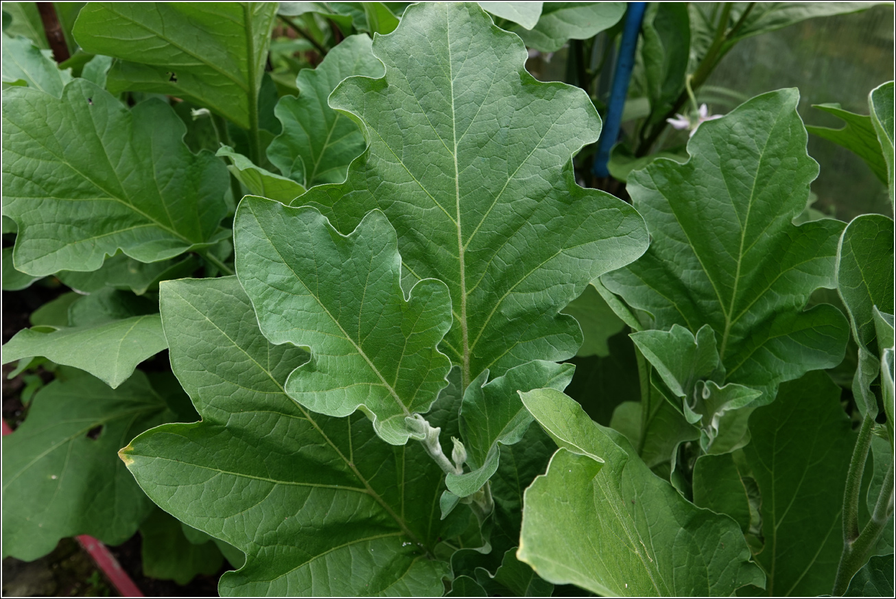 Image of Solanum melongena specimen.