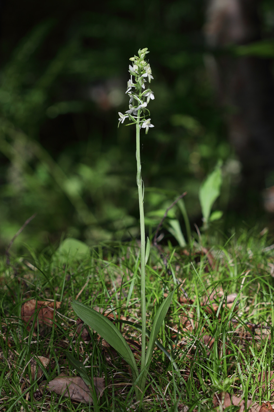 Image of Platanthera metabifolia specimen.