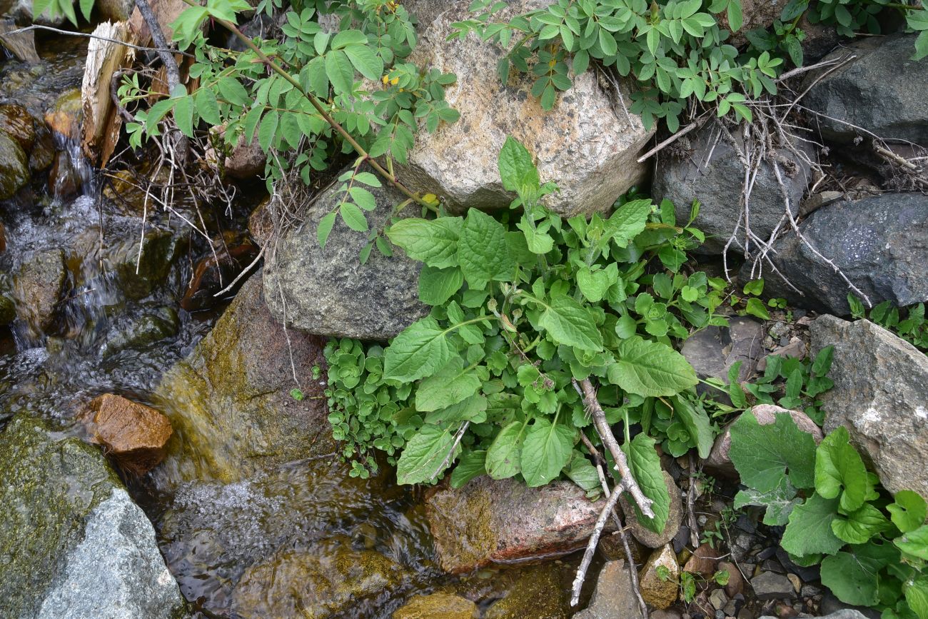 Image of Unknown species specimen.