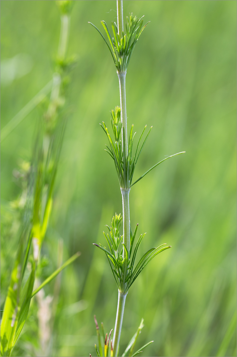 Изображение особи Galium verum.