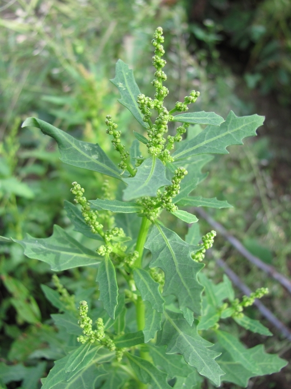 Image of Oxybasis glauca specimen.