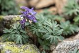 род Corydalis