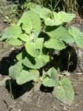 Salvia verticillata