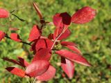 Amelanchier canadensis. Побеги с листьями в осенней окраске. Санкт-Петербург, Кировский р-н, озеленение бульвара. 14.10.2026.