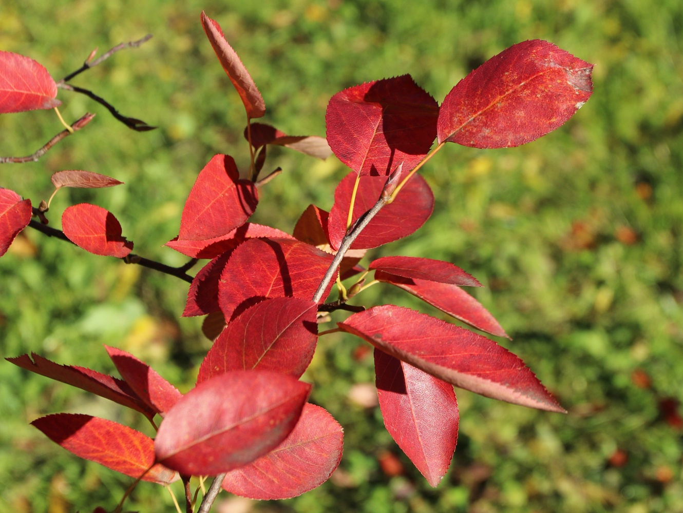 Image of Amelanchier canadensis specimen.