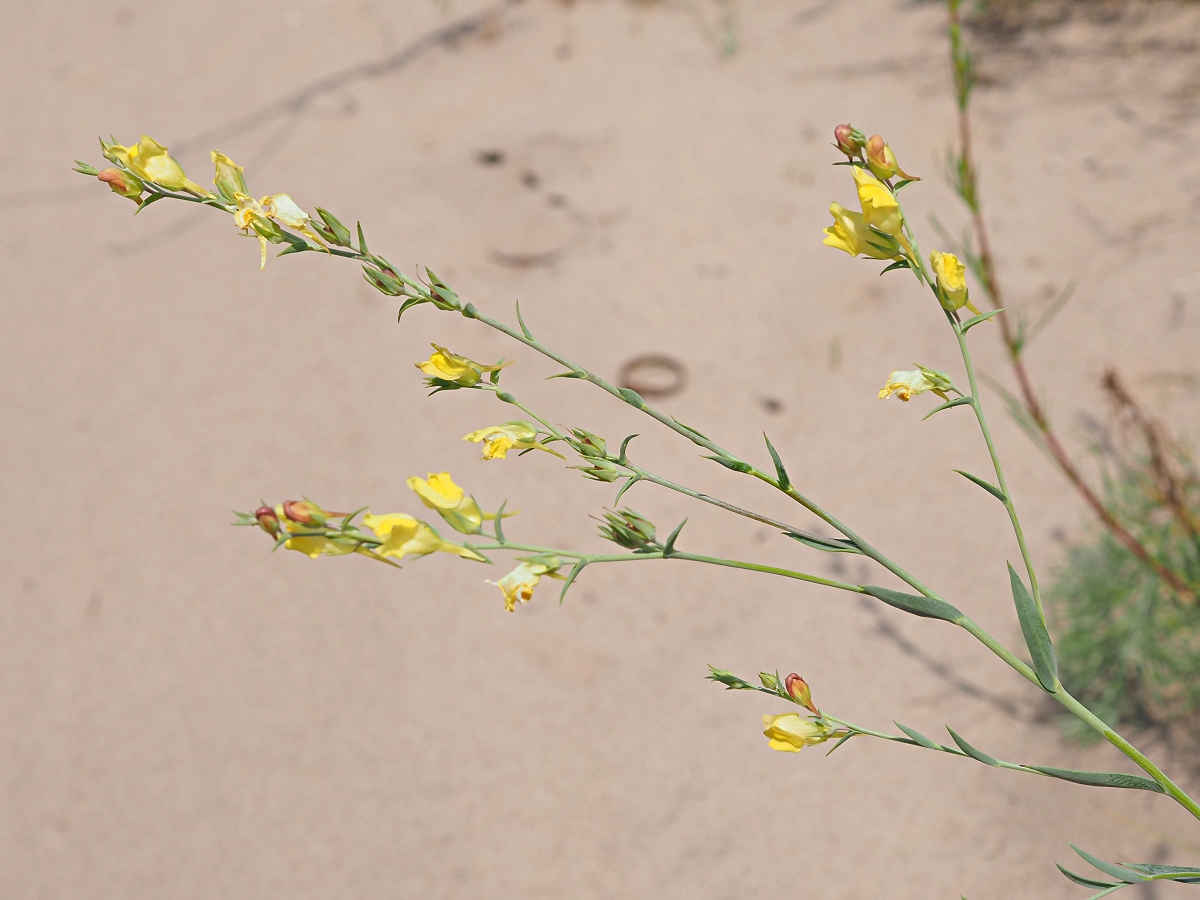Image of Linaria genistifolia specimen.