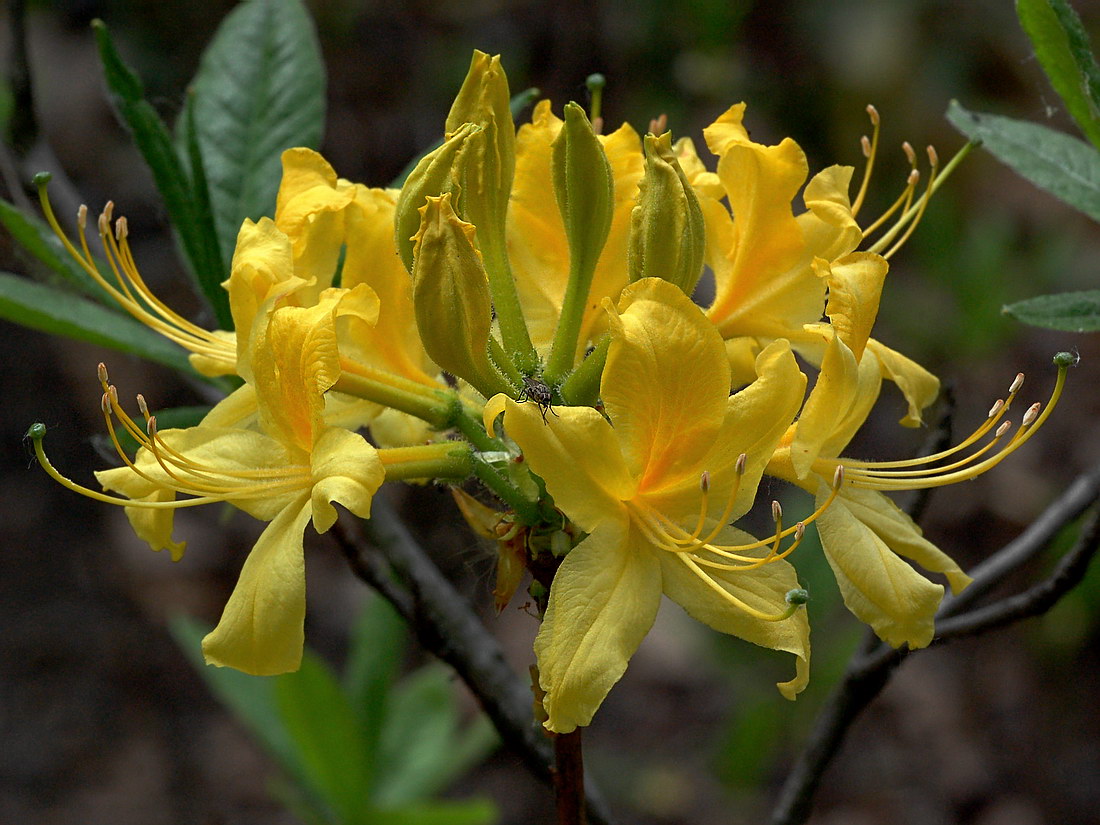 Image of Rhododendron luteum specimen.