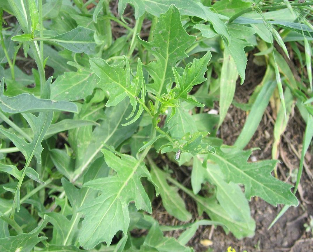 Image of Sisymbrium volgense specimen.