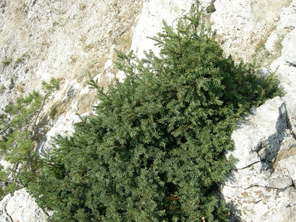 Изображение особи Taxus baccata.