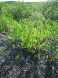 Tanacetum vulgare