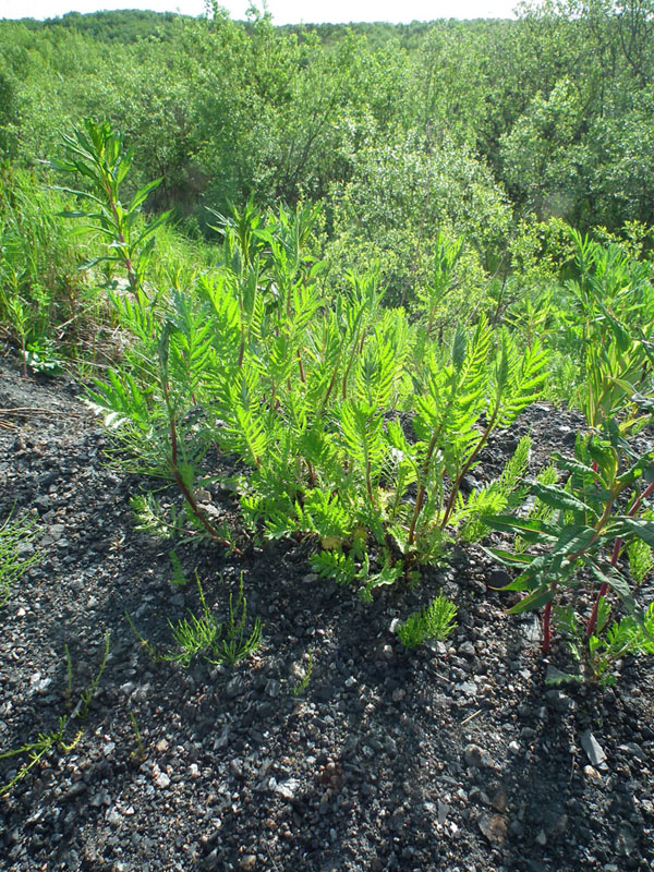 Изображение особи Tanacetum vulgare.