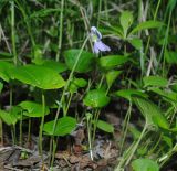 Viola × ruprechtiana. Цветущее растение в пойменном разнотравном березняке. Мурманская обл., Североморский р-н, окр. пос. Росляково. 12.06.2011.