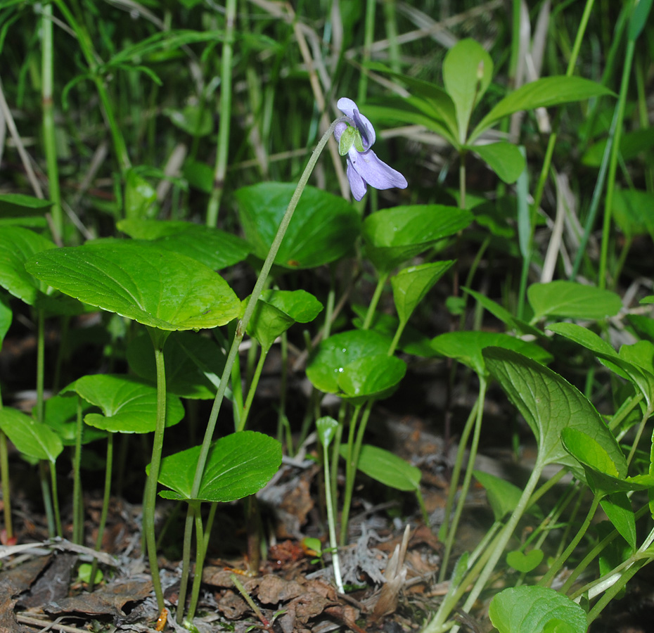 Изображение особи Viola &times; ruprechtiana.