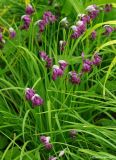 Allium variety farreri