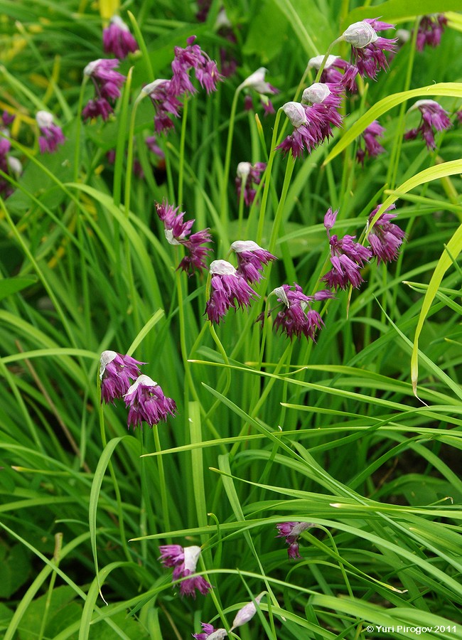 Image of Allium cyathophorum var. farreri specimen.