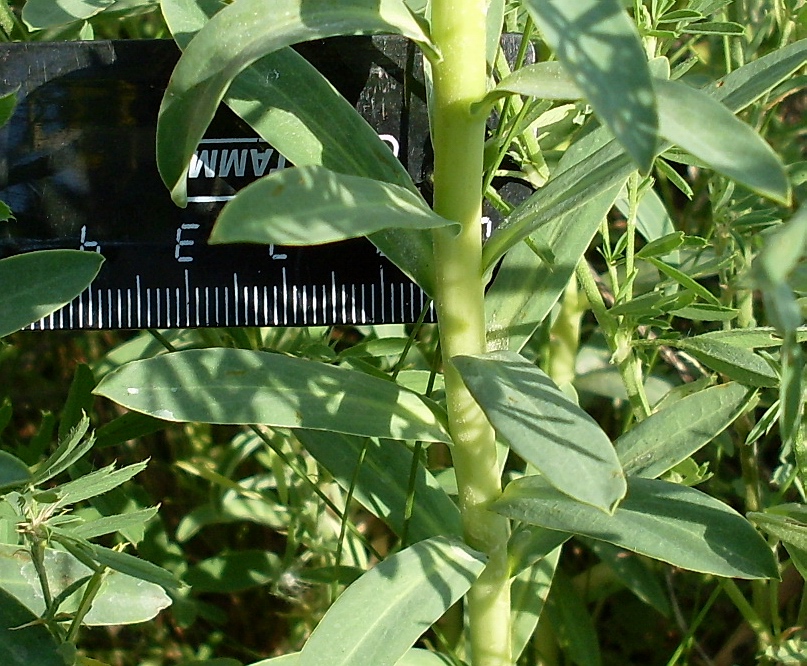 Image of Euphorbia stepposa specimen.