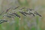 Calamagrostis epigeios