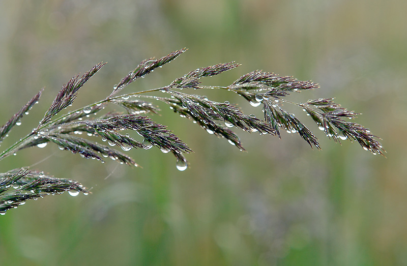 Изображение особи Calamagrostis epigeios.