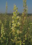 Reseda lutea. Цветущее растение. Украина, Донецкая обл., Артёмовский р-н, окр. с. Дроновка. 10.07.2011.