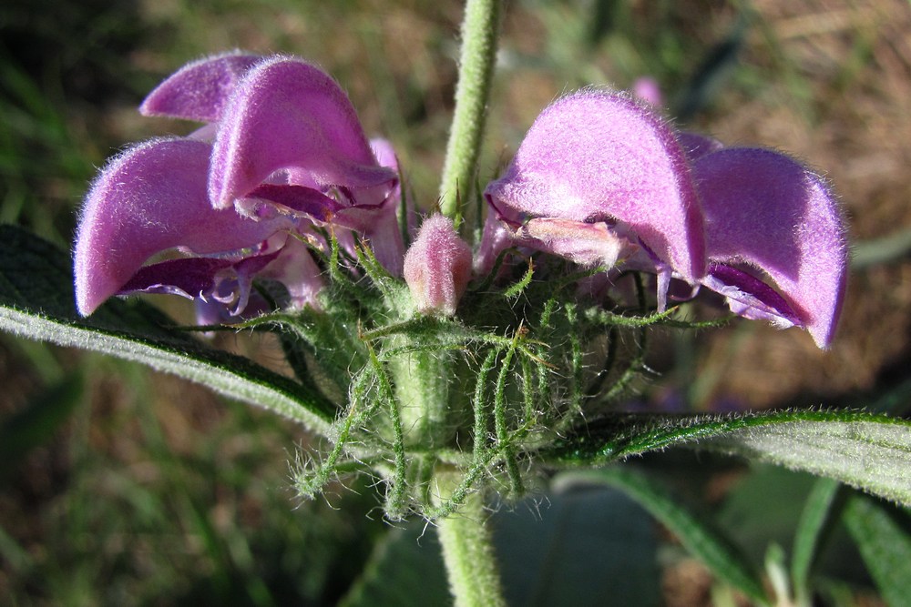 Изображение особи Phlomis taurica.