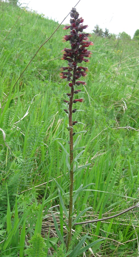 Изображение особи Echium russicum.
