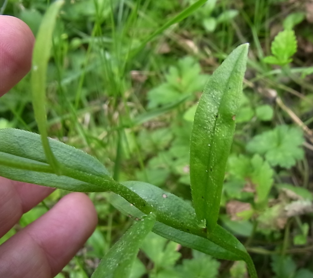 Image of genus Myosotis specimen.