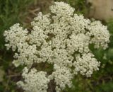 familia Apiaceae