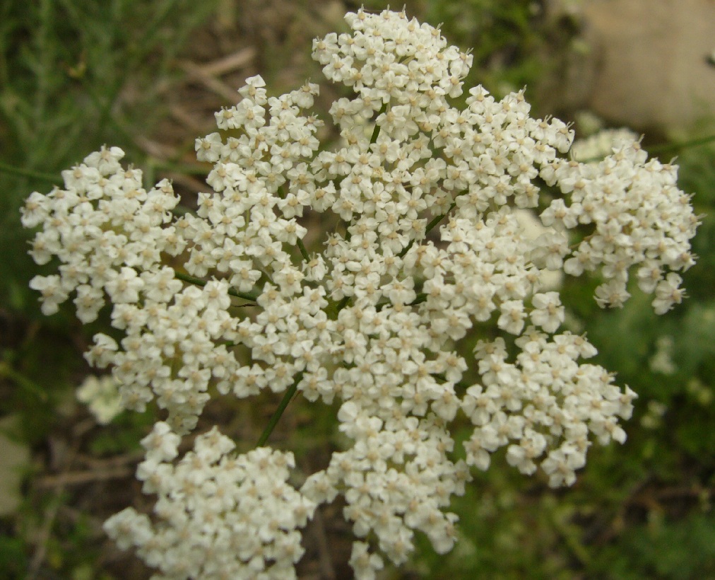 Image of familia Apiaceae specimen.