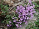 genus Thymus. Побеги с цветками. Иркутская обл., Ольхонский р-н, окр. пос. Хурай-Нур. 22.07.2011.