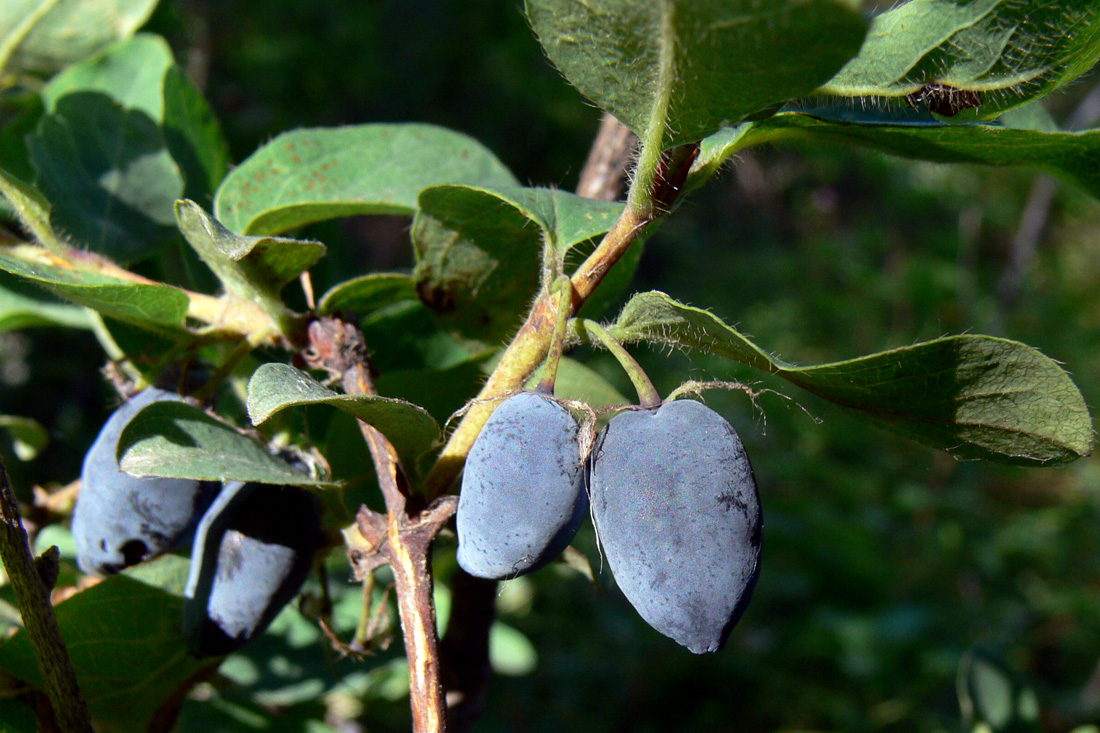Image of Lonicera × subarctica specimen.