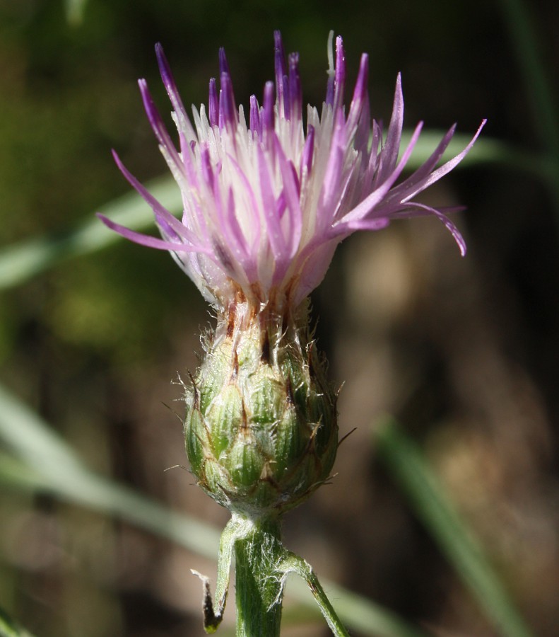 Image of Centaurea borysthenica specimen.