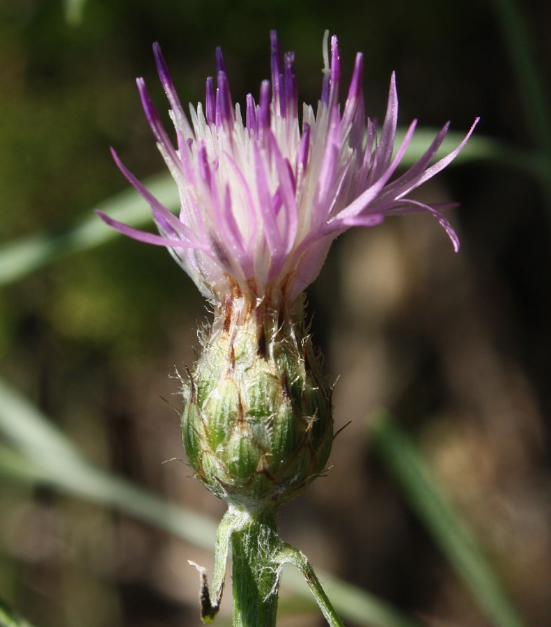 Изображение особи Centaurea borysthenica.