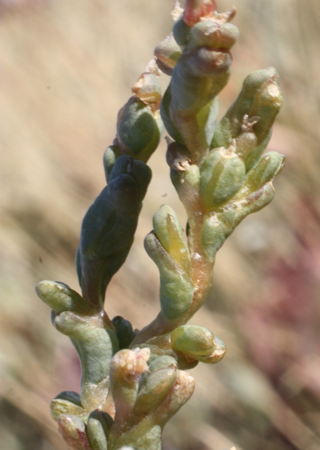 Image of Petrosimonia oppositifolia specimen.