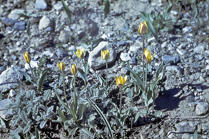 Image of Tulipa dubia specimen.