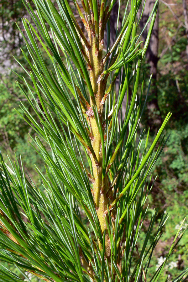 Изображение особи Pinus sibirica.