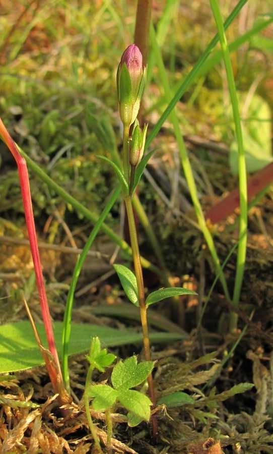 Изображение особи Gentianella lingulata.