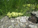 Scutellaria sosnovskyi