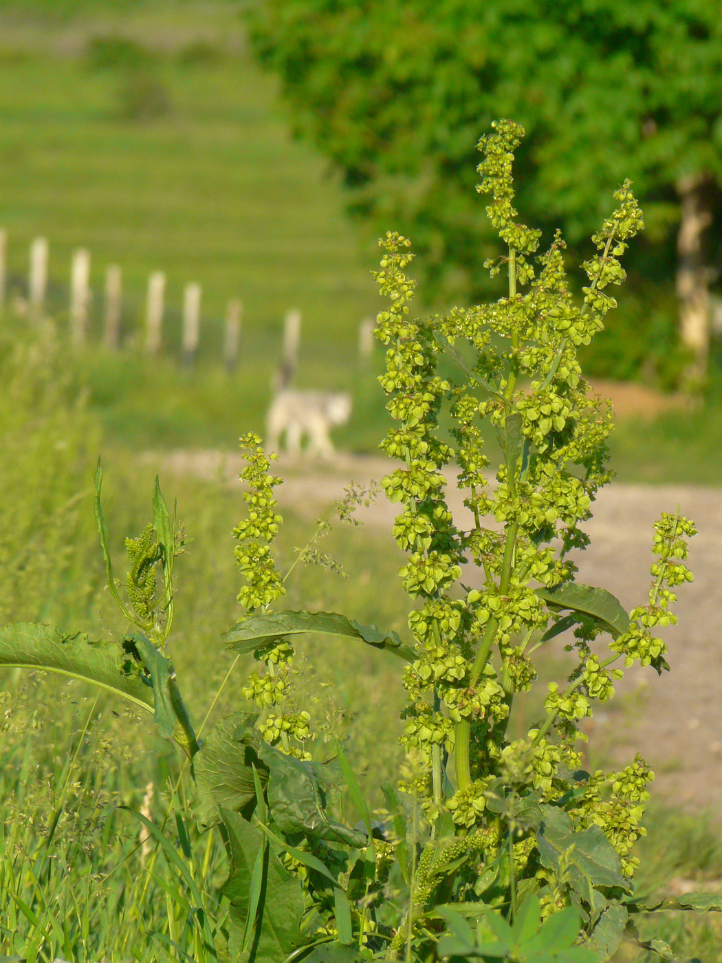 Image of Rumex longifolius specimen.