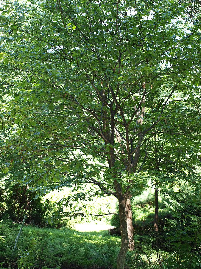 Image of Carpinus cordata specimen.