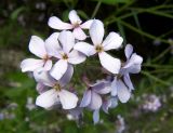 Hesperis matronalis