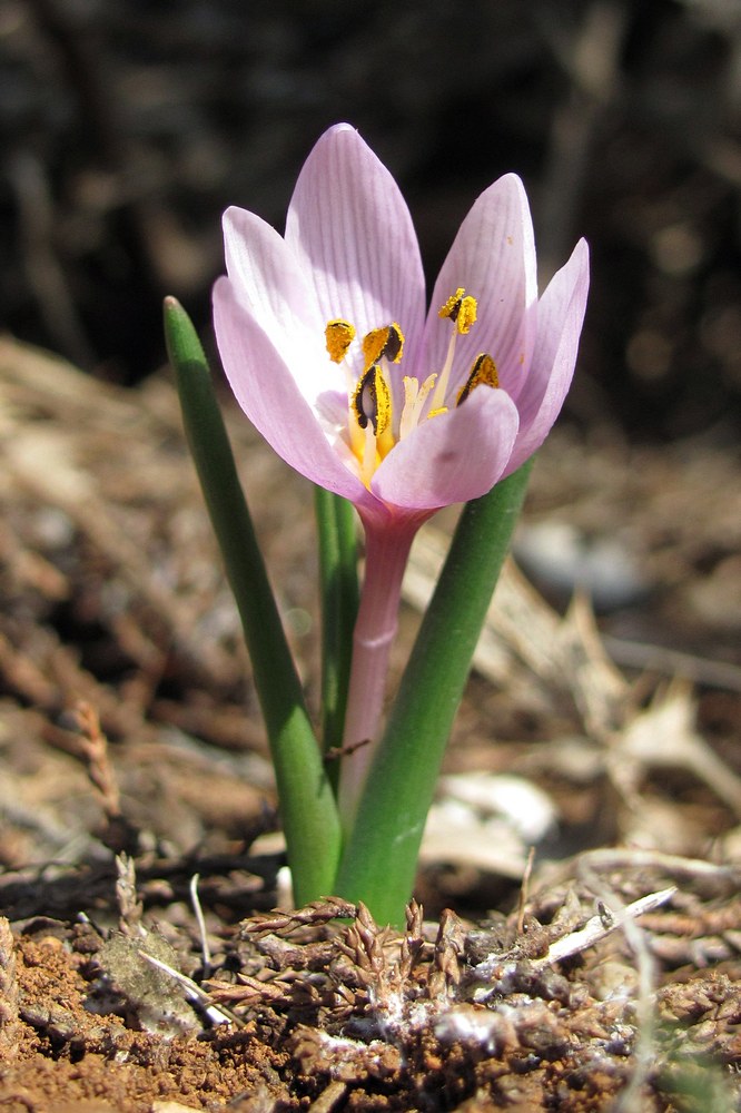 Image of Colchicum triphyllum specimen.