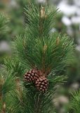 genus Pinus. Верхушка побега с шишками. Южный Сахалин, Долинский р-н, Долинский хр., близ р. Пуховая, посадки. 07.06.2011.