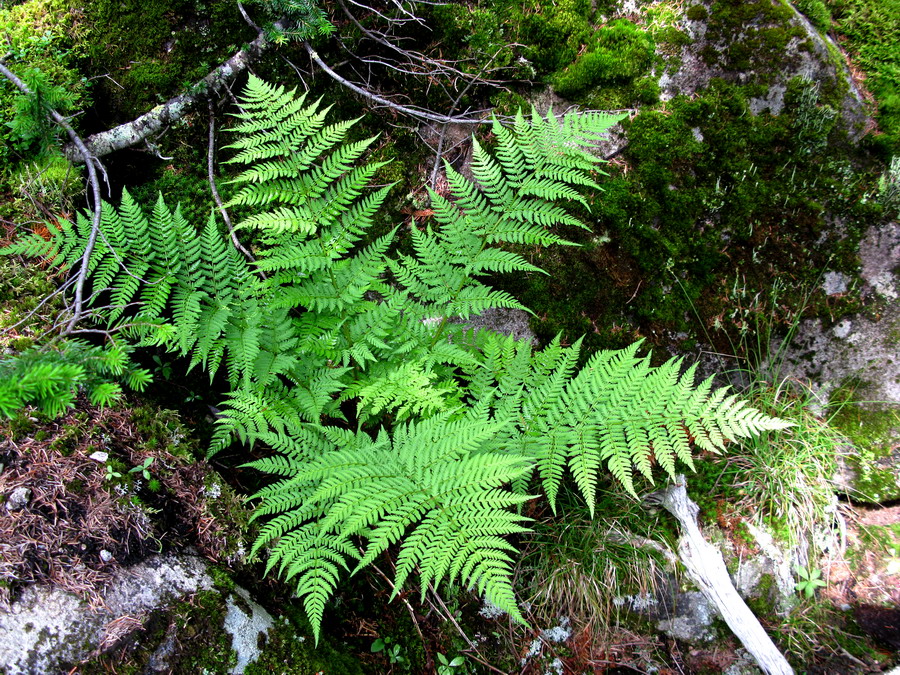 Изображение особи Dryopteris dilatata.