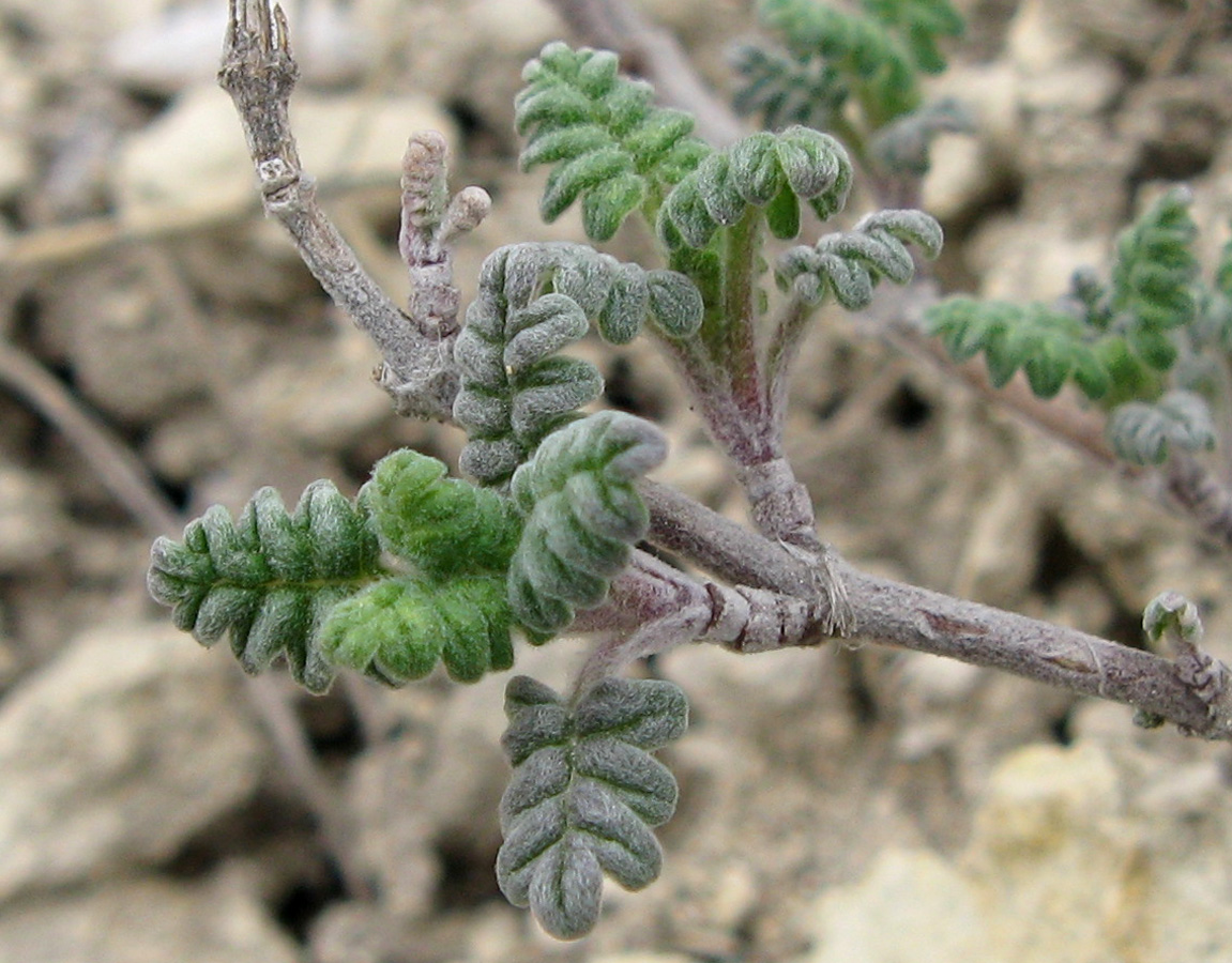 Изображение особи Scutellaria orientalis.