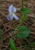 Viola sieheana. Цветущее растение. Крым, окр. Ялты, ущелье Уч-Кош, сосновый лес. 22 апреля 2012 г.