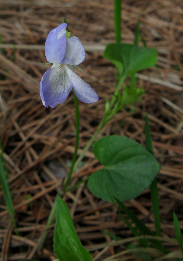 Изображение особи Viola sieheana.