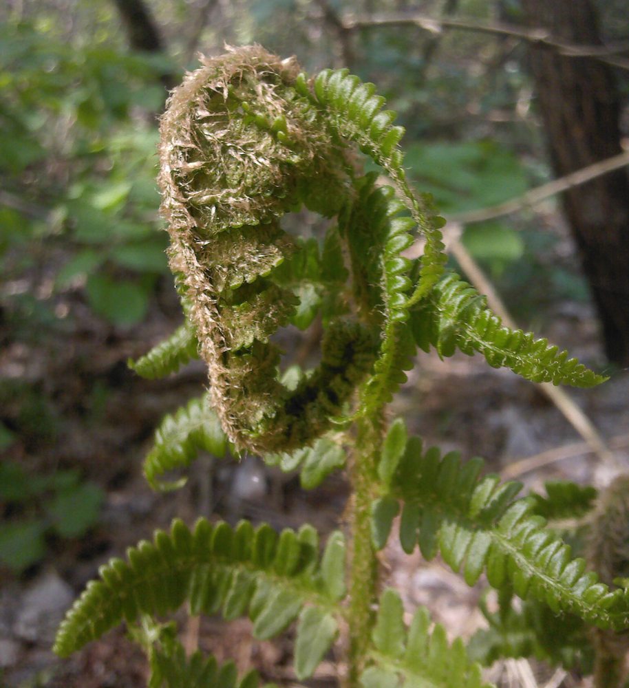 Изображение особи Dryopteris filix-mas.