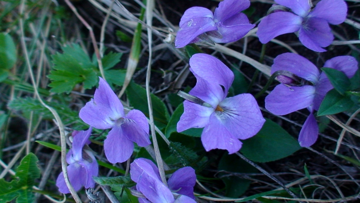 Image of Viola canina specimen.