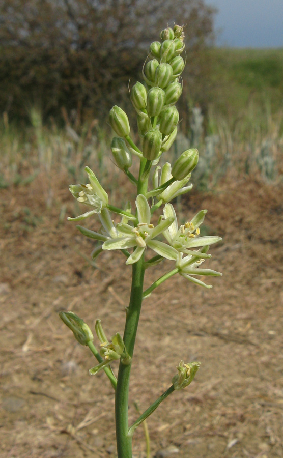 Изображение особи Ornithogalum pyrenaicum.