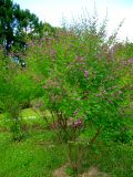 Lespedeza bicolor